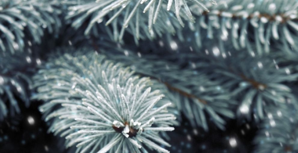 Plant of the Month