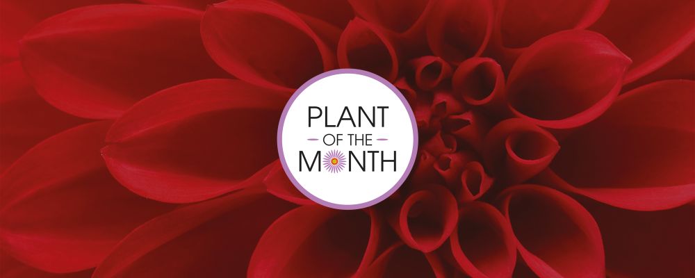Plant of the Month